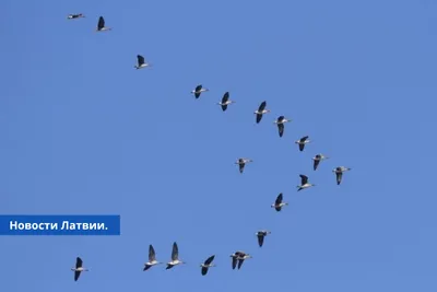 Птицы после урагана: вернуться в небо - МК-Латвия