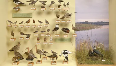 Реконструкция экспозиции «Птицы Латвии» | Латвийский Национальный музей  природы