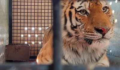 Травмированного тигра привезли в Московский зоопарк | АОН // Москва | Дзен