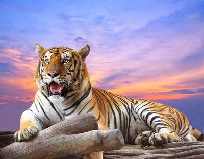 Купить Полосатая с тигром от Кургузовой с доставкой по Санкт-Петербургу,  Москве и регионам РФ