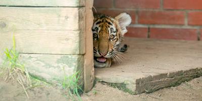 Всем привет от тигра из Дарвинского музея в Москве | Пикабу