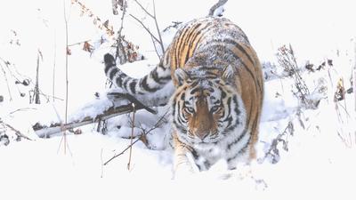 Купить картину Тигр в Москве от художника Рослик Евгения