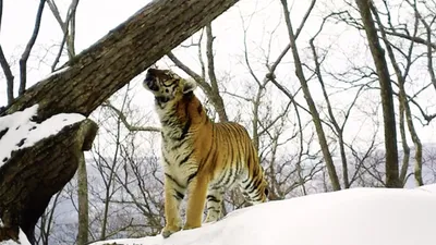 Тигр из Москвы убил самку в зоопарке Копенгагена | Пикабу