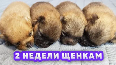 В продаже щенки Алабая(САО), родились 13: 12000 KGS ᐈ Собаки | Бишкек |  55086347 ➤ lalafo.kg