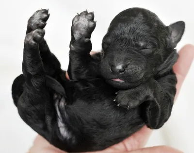 симпатичный 2 недели старый сибирский щенок хаски в руках женщины на черном  фоне Стоковое Фото - изображение насчитывающей глаза, природа: 217792642