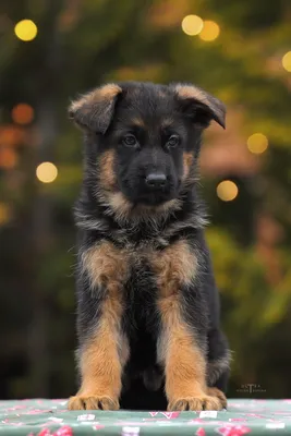 Продается перспективный щенок НЕМЕЦКОЙ ОВЧАРКИ от: Договорная ᐈ Собаки |  Бишкек | 74533088 ➤ lalafo.kg