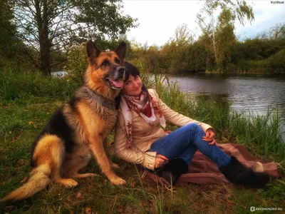Настоящие собаки»: красота немецких овчарок, которую я раньше не замечала |  BonaModa | Дзен
