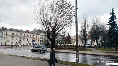 В центре Бобруйска растет тополь, над которым не властны время и погода |  magilev.by