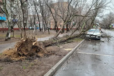 Ураган в Москве: упавшее дерево убило мужчину - РИА Новости Крым, 10.07.2022