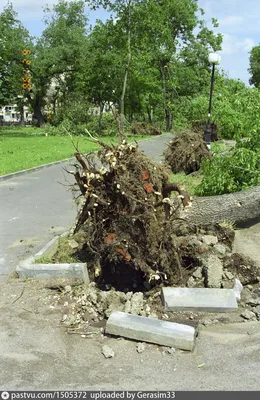 Ураган в Москве 1998 года