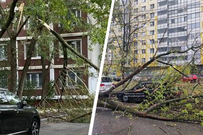 Ураган в Московском регионе унес жизнь одного человека - Ведомости