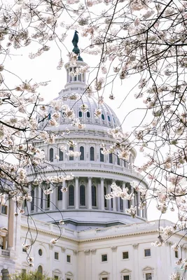 Вашингтон, США, памятник Вашингтона обелиск на нации Редакционное  Фотография - изображение насчитывающей трава, городск: 120618307