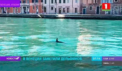 Экоактивисты покрасили Гранд-канал Венеции в зеленый цвет, чтобы привлечь  внимание к изменениям климата