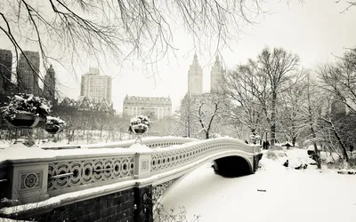 картинки : дерево, зима, улица, Nyc, Погода, Brooklyn, время года, Нью-Йорк,  Ny, метель, Замораживание, brooklynheights, зимняя буря, Дождь со снегом  смешанный 4368x2912 - - 423087 - красивые картинки - PxHere