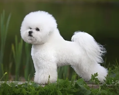 Бишон фризе – это маленькие декоративные собаки с кудрявой белоснежной  шерсткой. Порода бишон отлично подойдет для квартиры.
