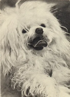 Коллекционная фигурка, сувенир или товар с собакой породы французская  болонка Realistic Adorable White Bichon Frise Puppy Dog Lying On Belly Pet  Pal Figurine - 354221190486 - купить на eBay.com (США) с доставкой