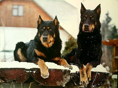 Босерон (Beauceron) - это умная, активная и очень смелая порода собак.  Фото, описание и отзывы.