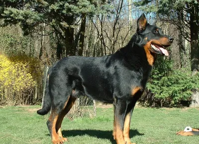 Босерон (Французская овчарка, овчарка из провинции Бос) / Beauceron (Berger  de Beauce, Bas Rouge, French Shorthaired, Beauce Shepherd) - PetsPoint.ru