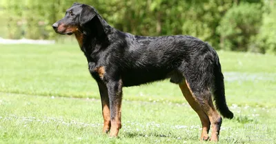 Босерон (французская овчарка): все о породе собак, описание, характер, фото