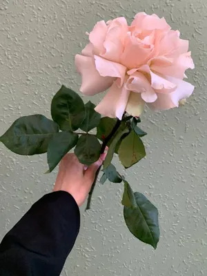 Французская роза фото фотографии