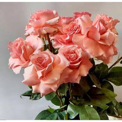 Заказать Французская роза (лососевая) по цене 12 руб. Купить в Витебске с  доставкой.