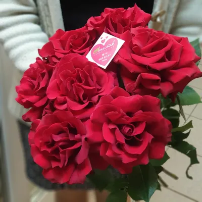 Букет из 7 французских красных роз | Салон цветов Лепесток