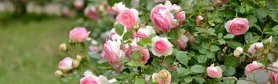 Французские розы | Интернет-магазин садовых растений