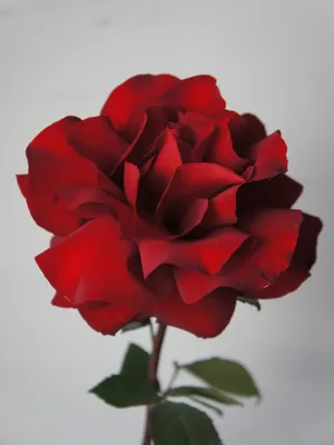 Букет Французская Роза Розово-белая — купить в интернет-магазине по низкой  цене на Яндекс Маркете