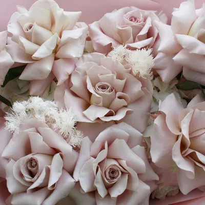 Купить Французская роза «Романс» с доставкой в Ростове-на-Дону - Мята