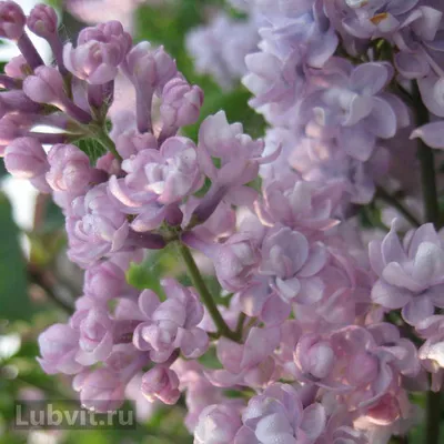 Сирень сортовая французская Мадам Казимир Перье - Syringa vulgaris Mme  Casimir Perier