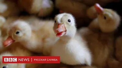 Мускусная белая индоутка (MUSCOVY DUCKS Canedins R71L) Франция купить в  интернет-магазине «ЕвроПтица» с доставкой в Новосибирске и России