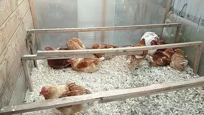 Французские цыплята, выведенные в инкубаторах Нурхаметовых, достаются не  всем | Наш Черемшан | Дзен