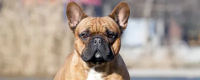 Французские породы собак: список с названиями и фото