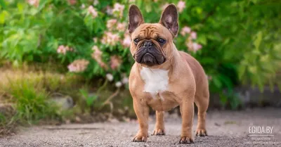 Французский бульдог – порода собак
