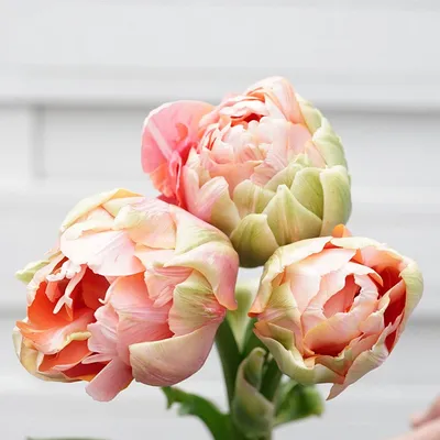 Французские тюльпаны фото фотографии