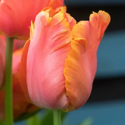Французские пламенеющие тюльпаны скаровые Стоковое Изображение -  изображение насчитывающей выбор, промокашки: 182188755
