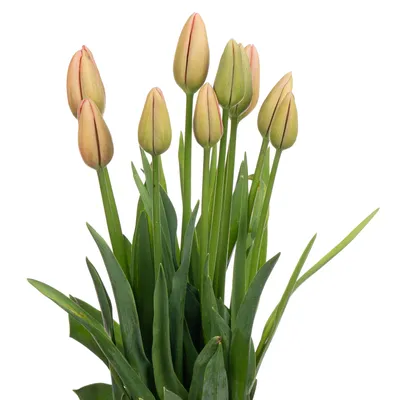 Французский тюльпан стоковое фото. изображение насчитывающей французско -  84521468