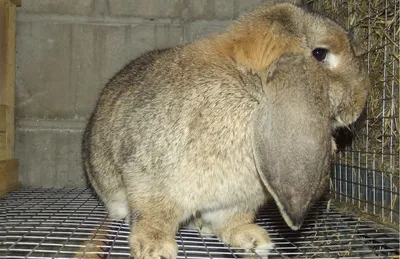 Кролики породы французский баран купить в Малоярославце | Животные и  зоотовары | Авито