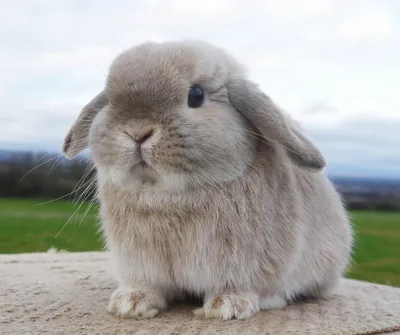 Французский баран кролик фото