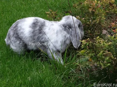 Французский баран — Страница 9 — Племенные кролики из Европы