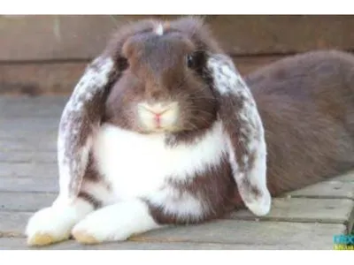 Отзыв о Кролики породы \"Французский баран\" | Миролюбивые, спокойные,  крупные.
