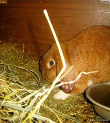 Кролик французский баран: 16 000 тг. - Кролики Талдыкорган на Olx