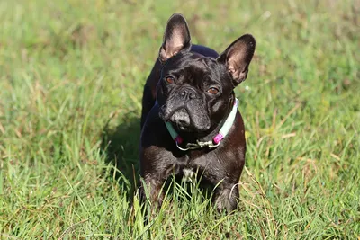 черный французский бульдог лежит на земле, картинка французского бульдога,  собака, животное фон картинки и Фото для бесплатной загрузки