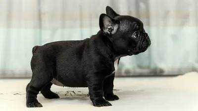 Черный французский бульдог с бабочкой Стоковое Фото - изображение  насчитывающей собака, бульдоги: 54470936