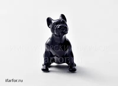 французский бульдог черный сидит изолированные Стоковое Фото - изображение  насчитывающей чистоплемено, собака: 221594516