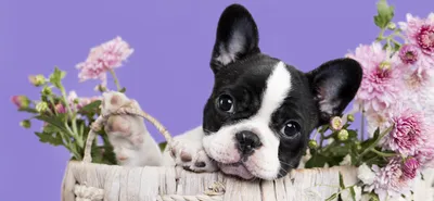 Французский бульдог порода собак - товары для бульдога | VetaStar