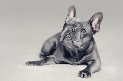 Kids French Bulldog | Moscow