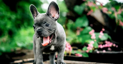Собака породы французский бульдог. …» — создано в Шедевруме
