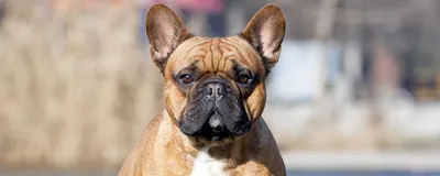 Бежевый французский бульдог щенок …» — создано в Шедевруме