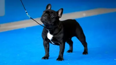 Французский бульдог 🐶 — описание, фото, характер и правила дрессировки  собак породы французский бульдог на Pet Guide🐾